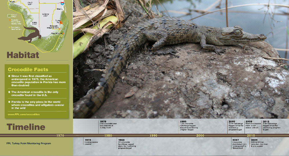 American Crocodile brochure