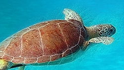 Green Turtle