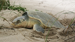 Kemp’s Ridley Turtle