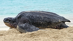 Leatherback Turtle