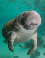 Florida Manatee